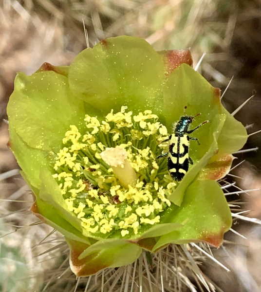 Photography Cactus Bee